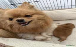 Pomeranian dogs for sale: Purebred tiny Pomeranian puppies available - Image 10