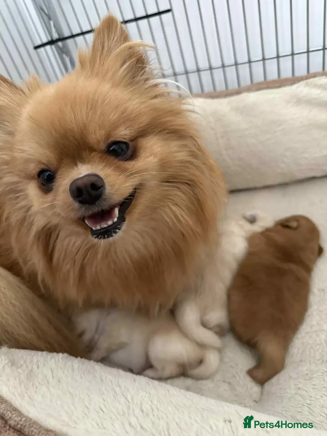 Pomeranian dogs for sale: Purebred tiny Pomeranian puppies available - Image 10