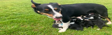 Border Collie Puppy 10