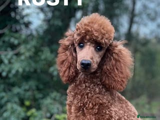 Miniature Poodle dogs red miniature poodle in Dartford - Advert 1