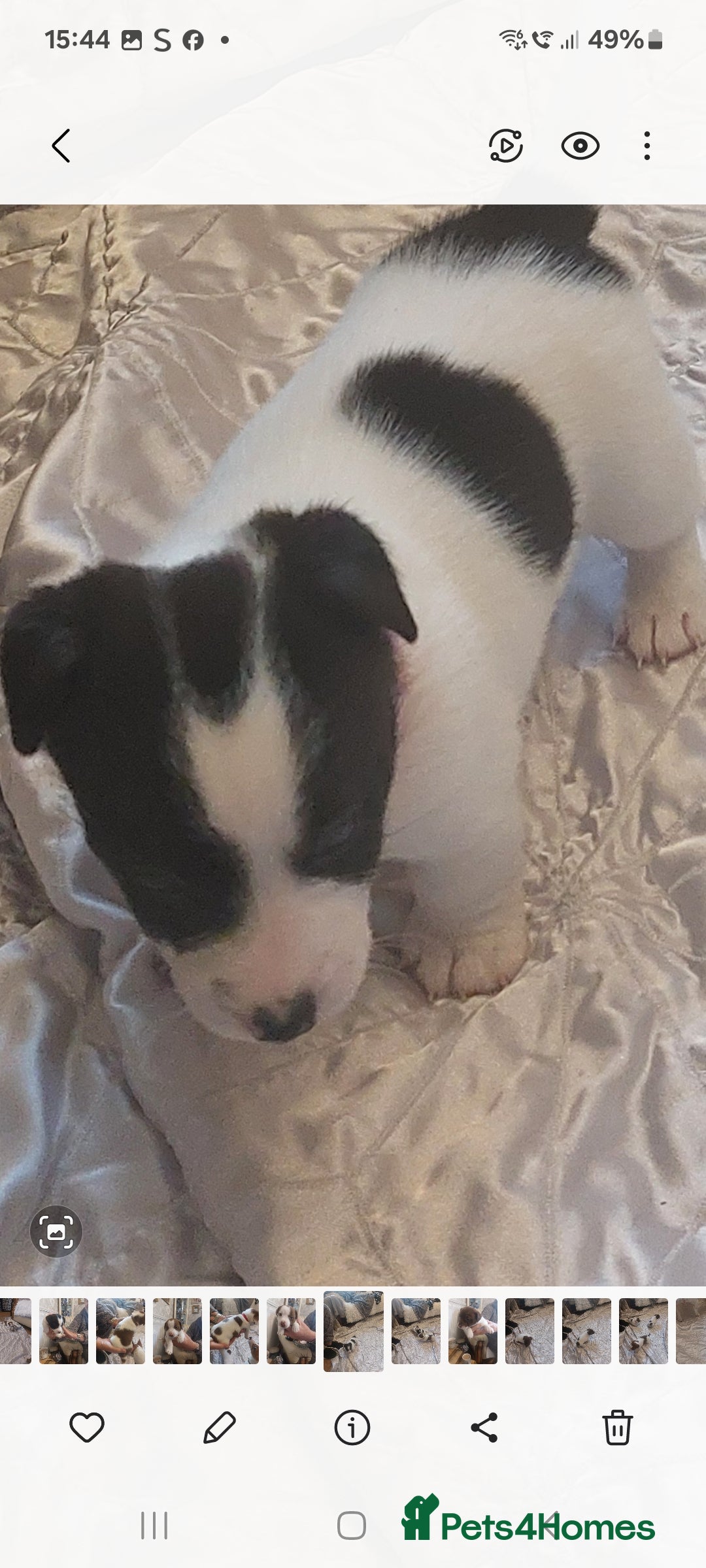 Jack Russell dogs for sale: Truly Superb  Russels - Advert 4