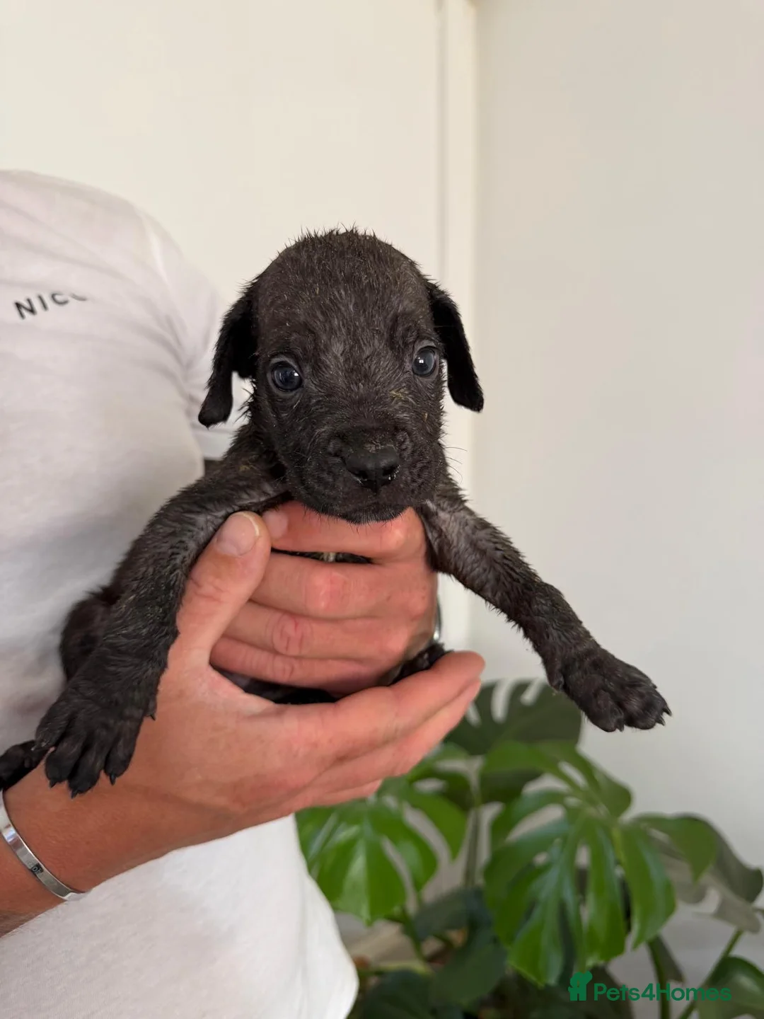 Cane Corso dogs for sale: 🐾 Cane corso litter with distinctive colours  🐾 in Plymouth - Advert 2