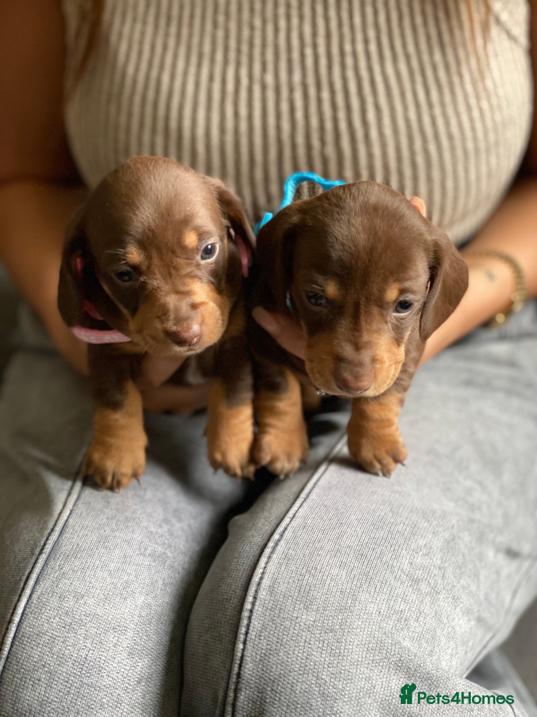 Miniature Dachshund dogs for sale: Kennel club registered dachshund puppys PRA clear  - Image 29