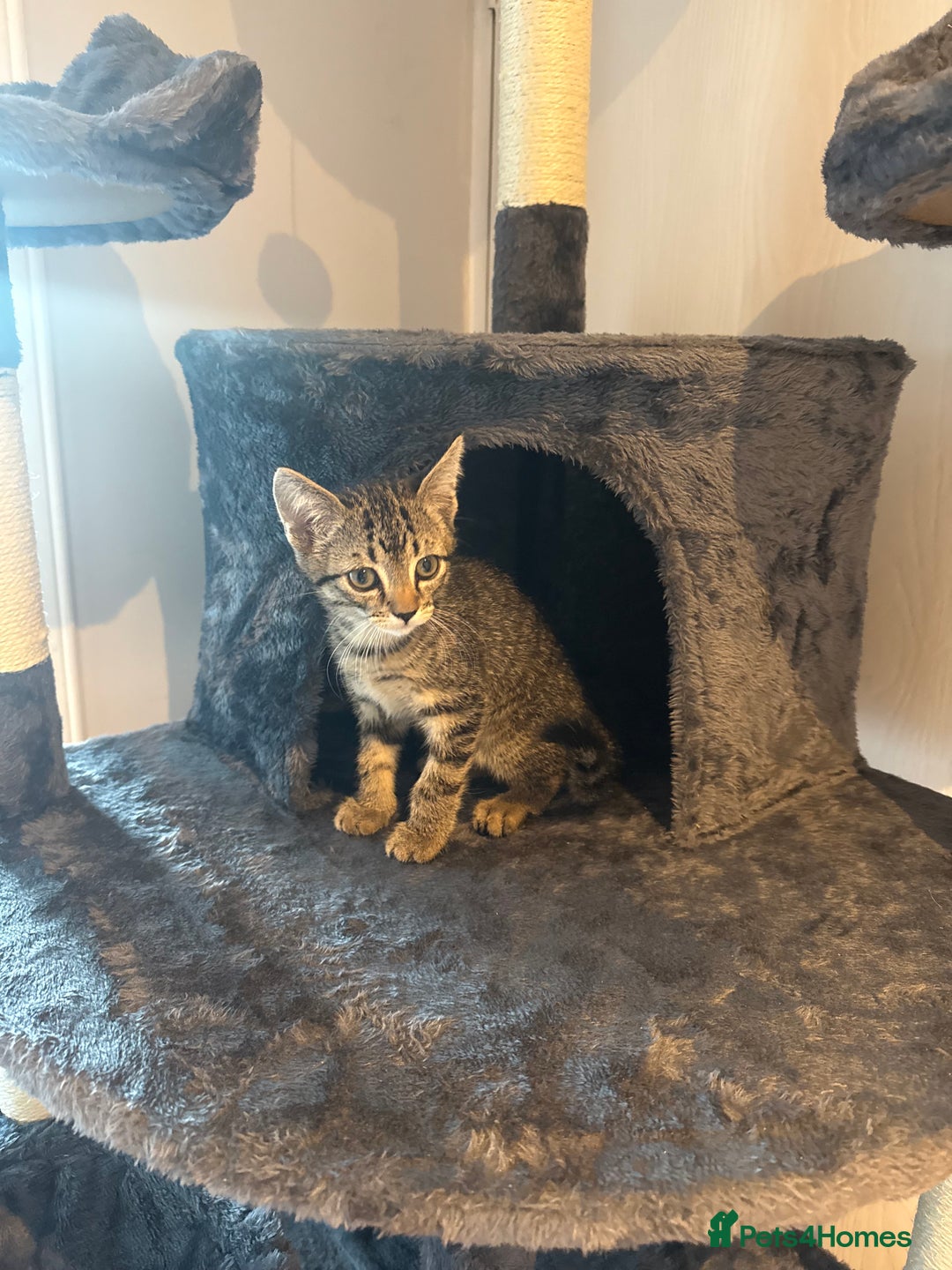 Mixed Breed cats for sale: Adorable 10-Week-Old Kittens for Sale!  - Image 5