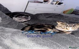 Bengal cats for sale: Theo, 1 year old male tabby cat - Image 2