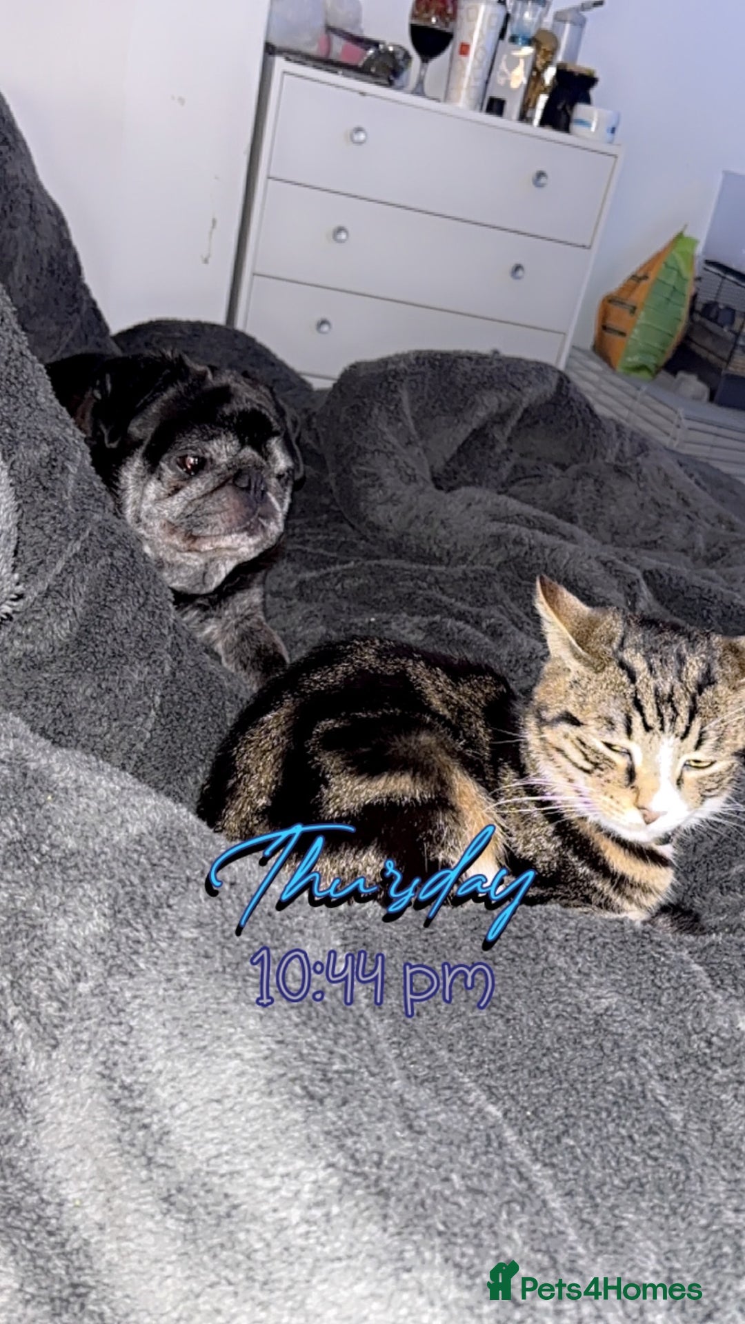Bengal cats for sale: Theo, 1 year old male tabby cat - Image 2