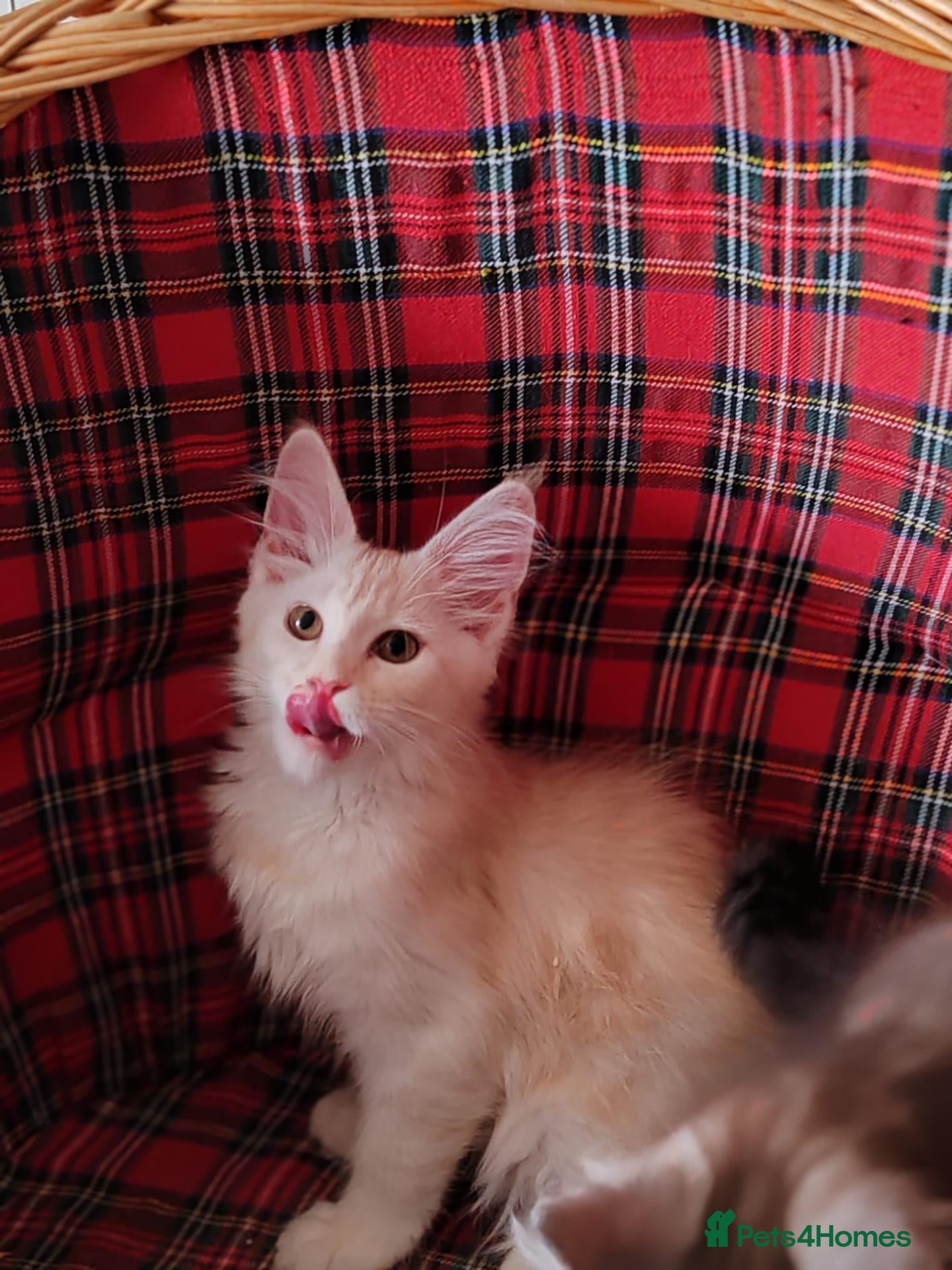 Maine Coon cats Russian bloodline Maine coon kittens - Advert 1