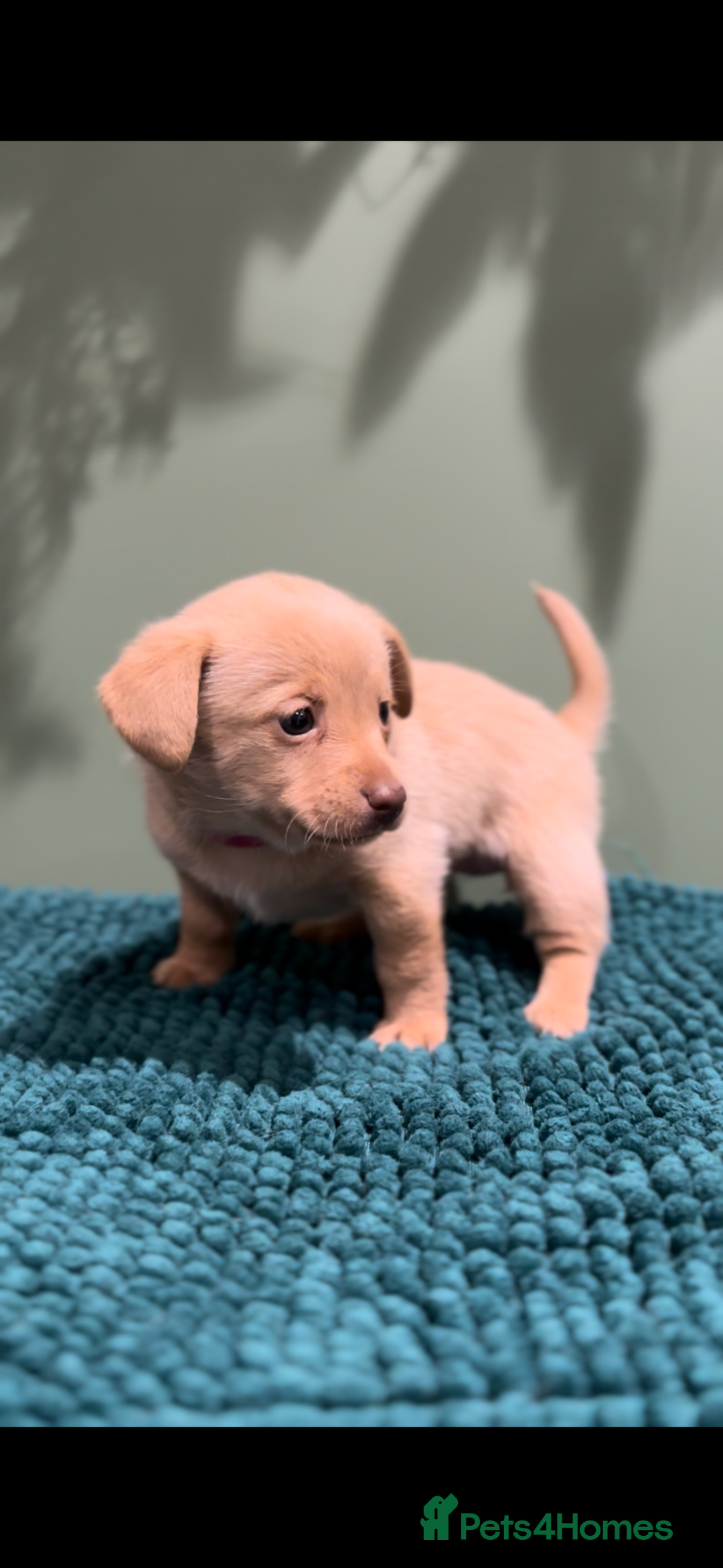 Mixed Breed dogs for sale: 🌟 Beautiful Cream Pomweenie Puppies Available 🌟 - Advert 13