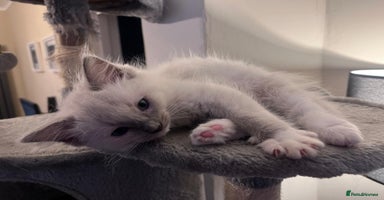Ragdoll cats - Advert 4