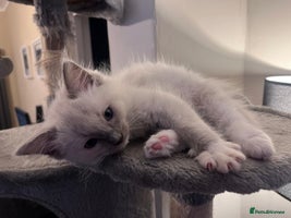 Ragdoll cats - Advert 2