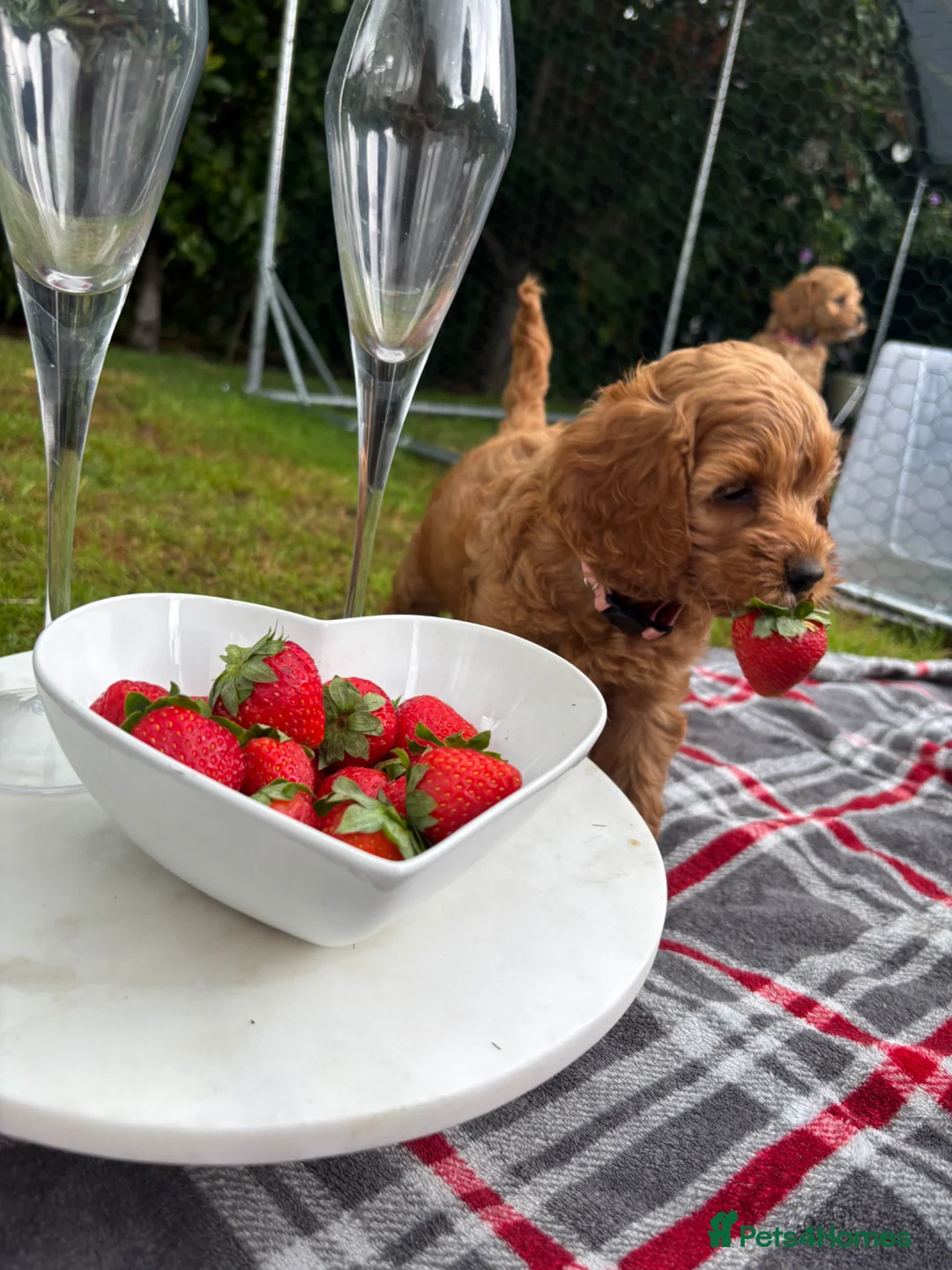 Cockapoo dogs for sale: Very Rare Yankee Doodle Puppies Waiting List Open - Advert 2