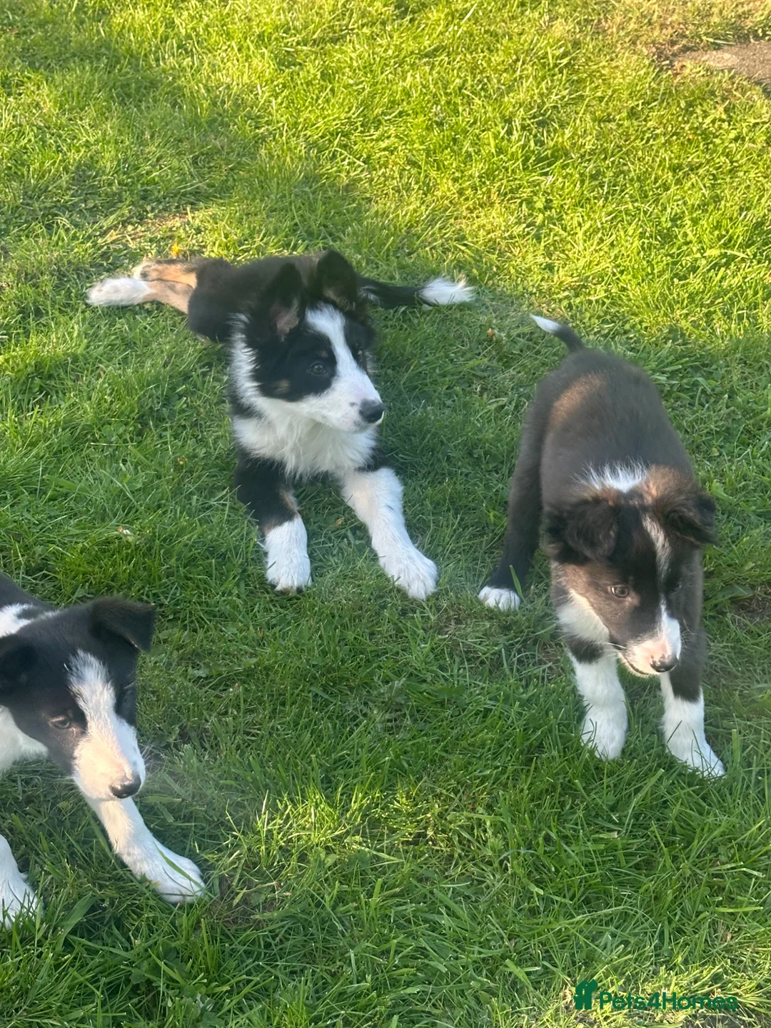 Border Collie dogs for sale: Border collie puppies  - Advert 1