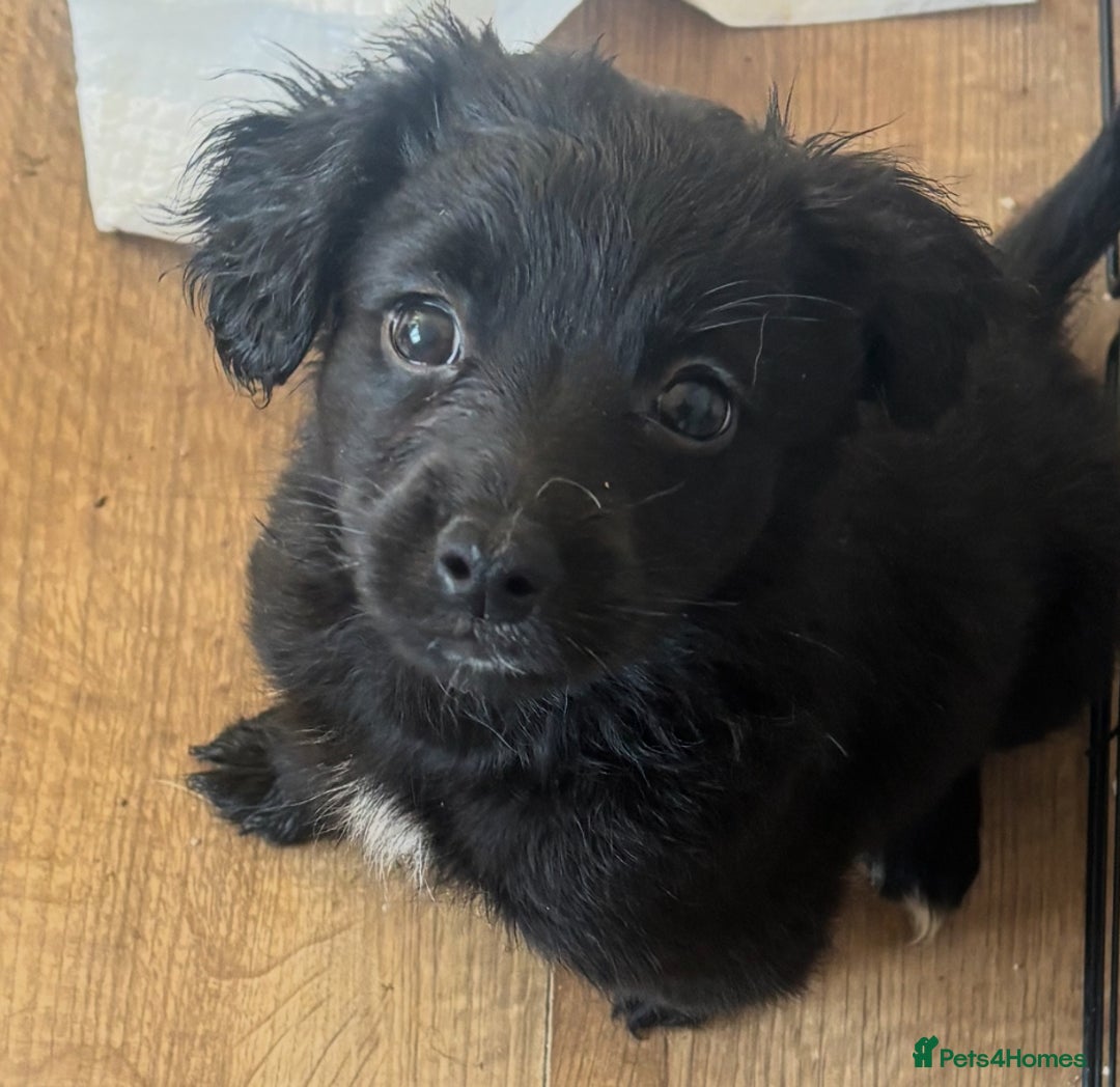 Mixed Breed dogs for sale: Cockeranians - Advert 9