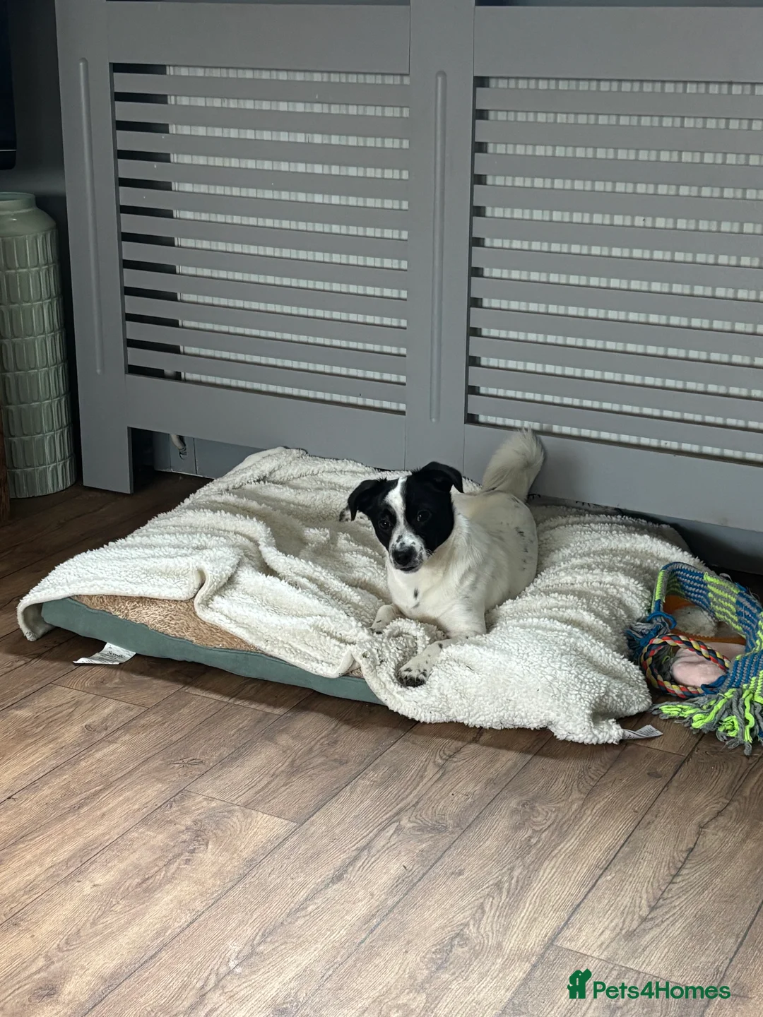 Mixed Breed dogs for sale: 1 year old male Jack Russel x Shih Tzu  - Advert 2