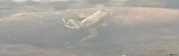 Frog reptiles for sale: Santa Isabel Dart Froglets - Advert 4