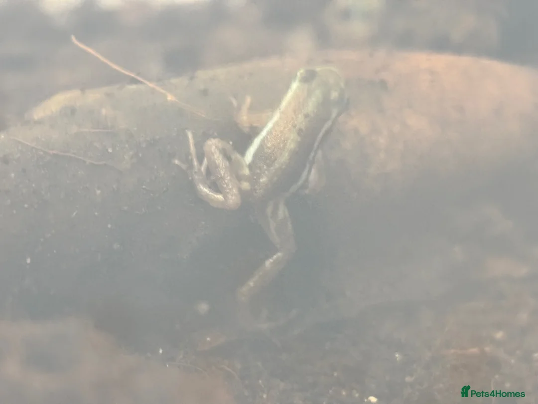 Frog reptiles for sale: Santa Isabel Dart Froglets - Advert 4