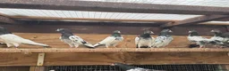 Pigeons birds for sale: Pakistani high flyers for sale  - Advert 11
