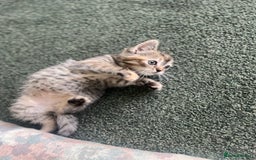 Mixed Breed cats for sale: Siamese/bsh domestic cross kittens  - Image 4