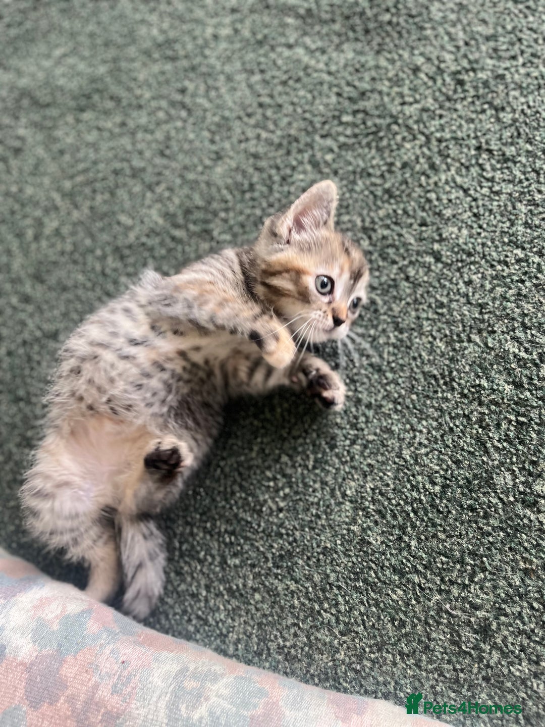 Mixed Breed cats for sale: Siamese/bsh domestic cross kittens  - Image 4