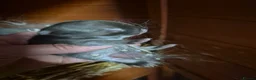 Netherland Dwarf rabbits for sale: Netherland dwarf.  Dwarf lops. mini lops  - Advert 14