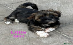 Lhasa Apso dogs for sale: Two Adorable KC Reg Puppies GPRA4 Clear - Image 12