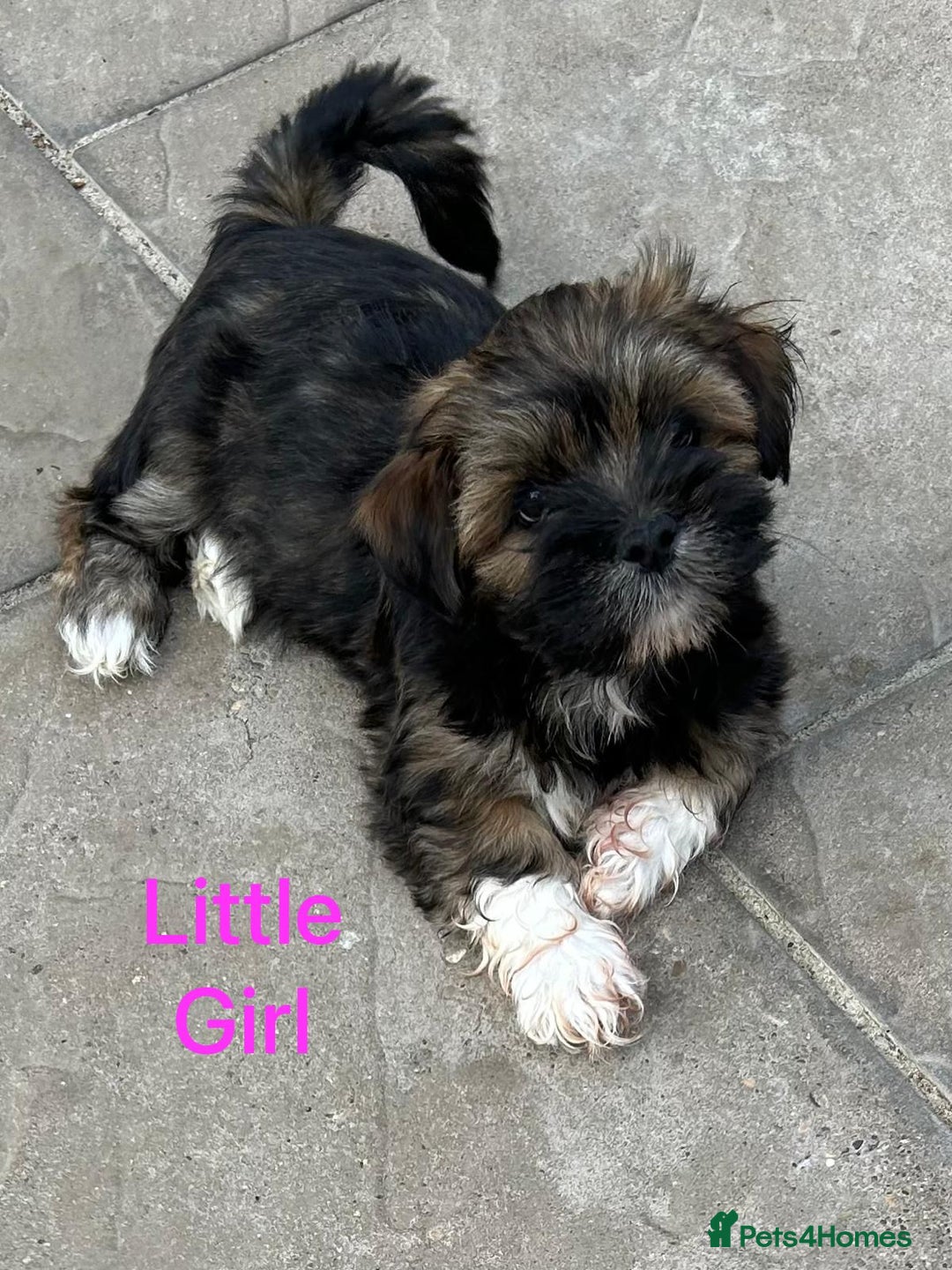 Lhasa Apso dogs for sale: Two Adorable KC Reg Puppies GPRA4 Clear - Image 12
