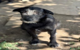 Mixed Breed dogs for adoption: LIA - a Beautiful young Girl, for a Loving Home - Image 29