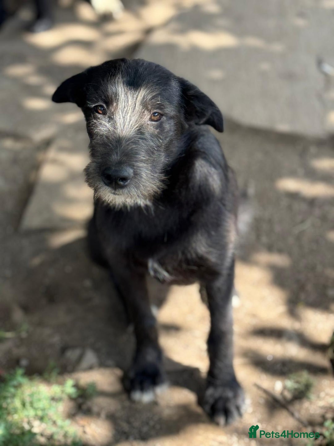 Mixed Breed dogs for adoption: LIA - a Beautiful young Girl, for a Loving Home - Image 29