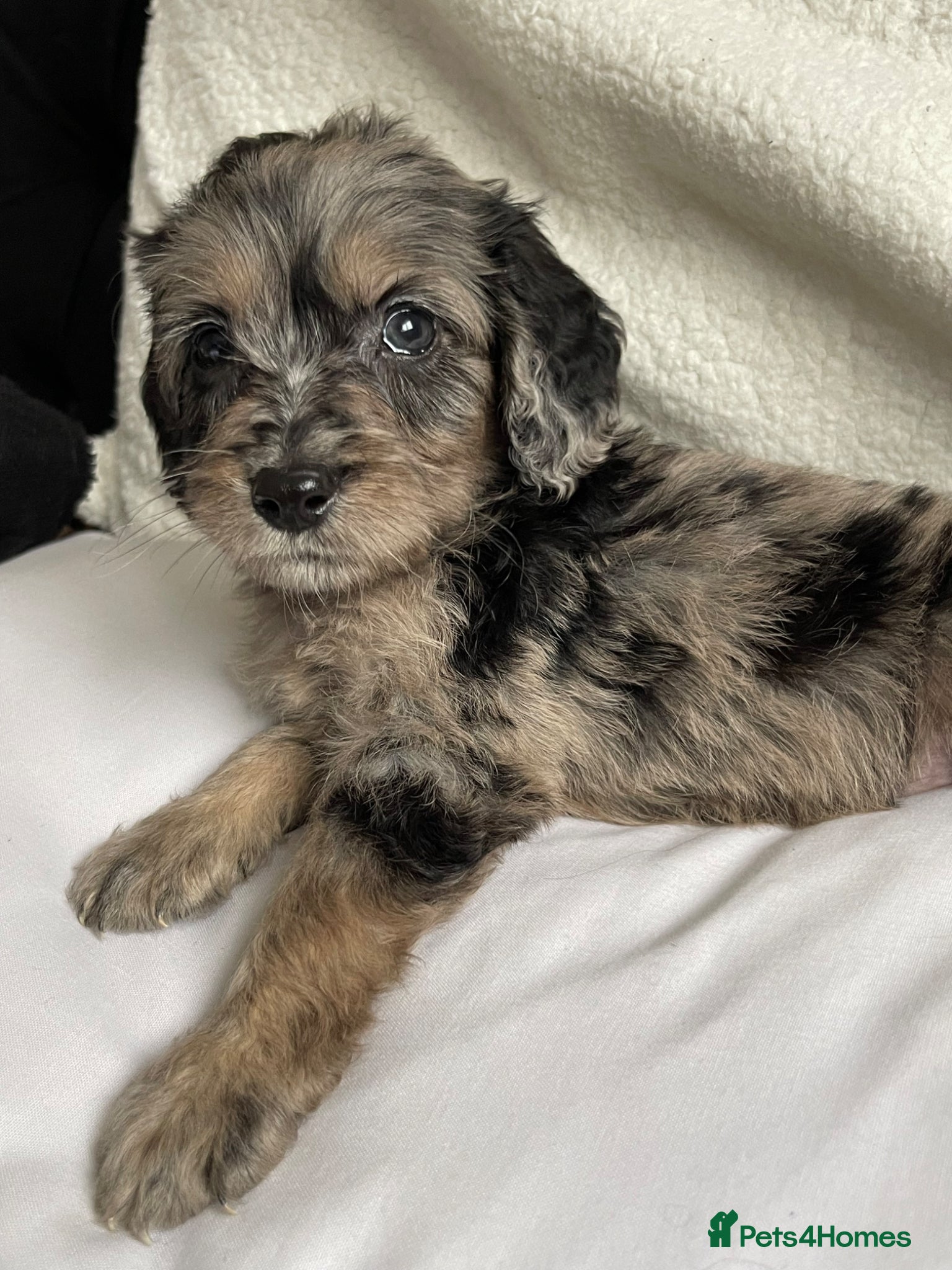 Cockapoo dogs Cockapoo puppies  - Advert 3