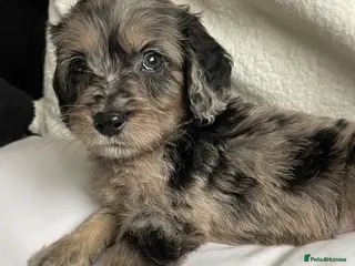 Cockapoo dogs Cockapoo puppies - Advert 3