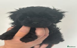 Maltipoo dogs for sale: Toy f1b maltipoos dna clear. - Image 1