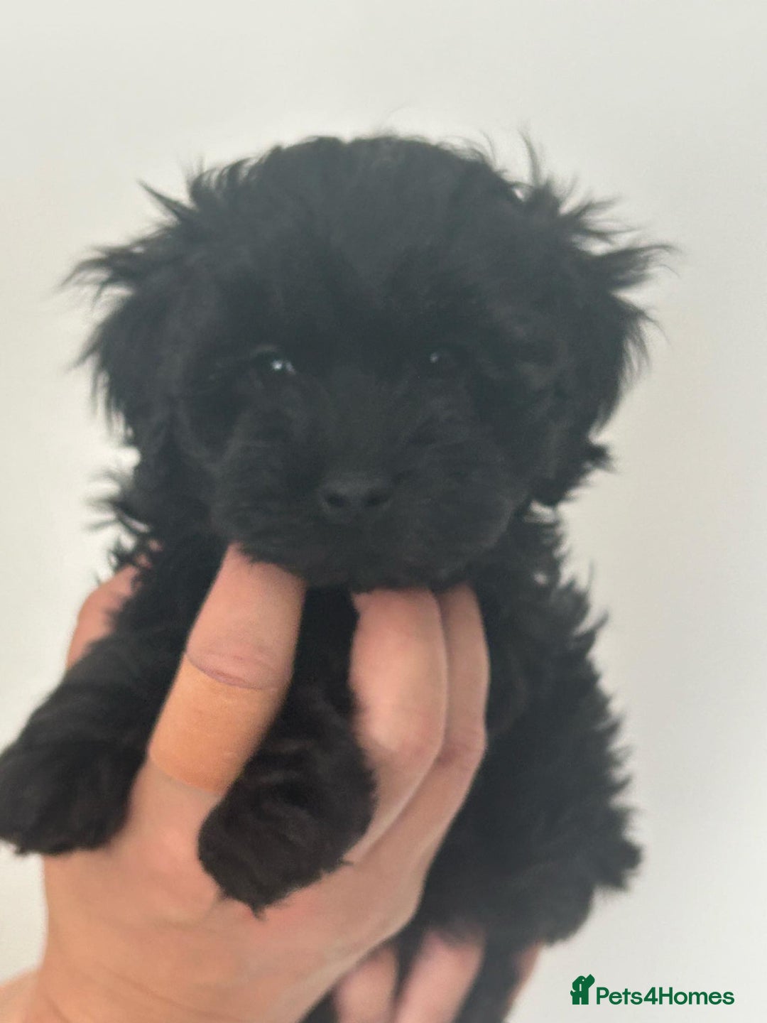 Maltipoo dogs for sale: Toy f1b maltipoos dna clear. - Image 1
