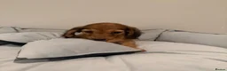 Miniature Dachshund dogs for sale: READY NOW Kc reg boys & girls - Advert 26