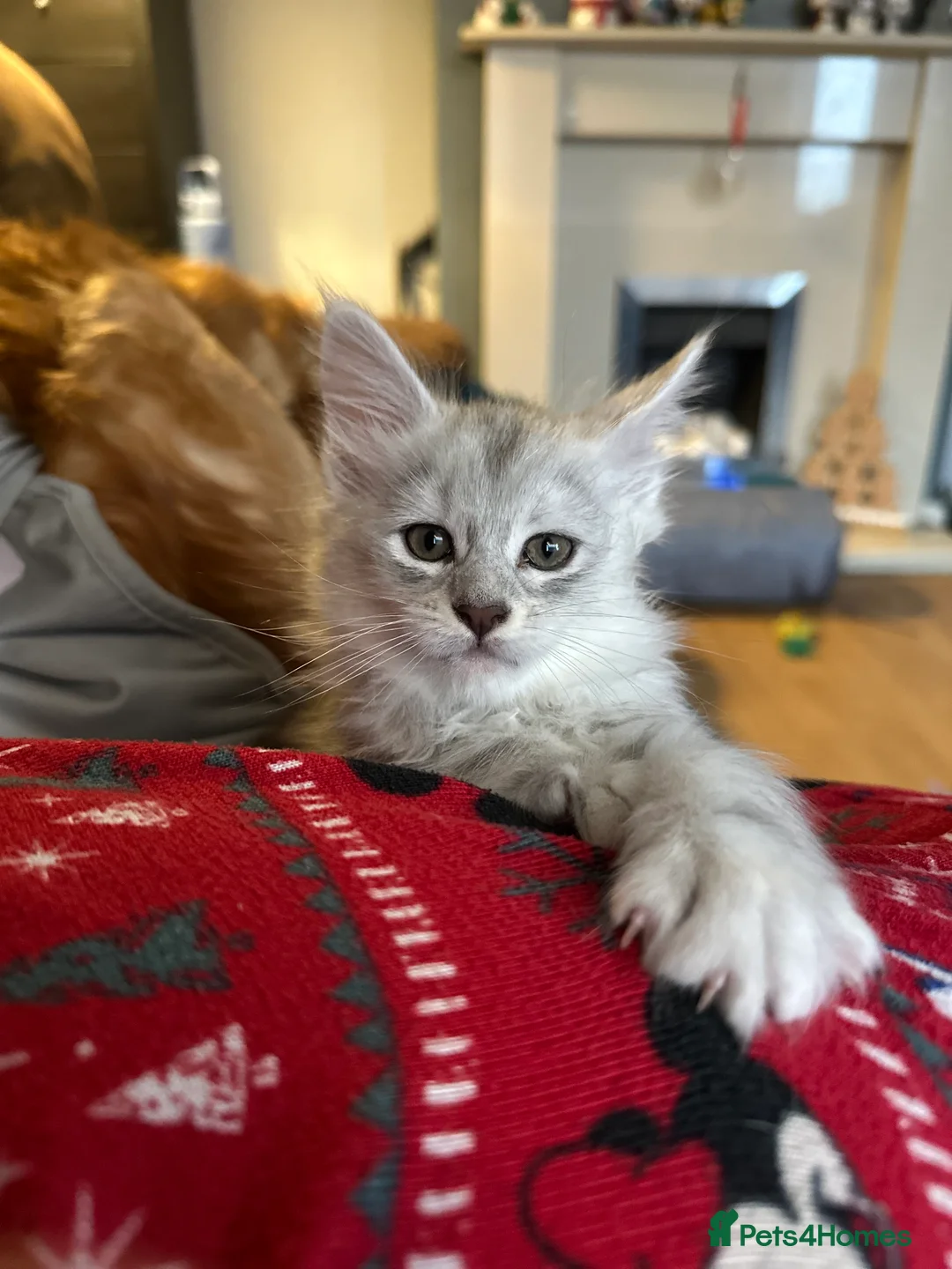 Maine Coon cats for sale: Pure pedigree maine coon shaded tica female - Advert 18
