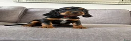 Cocker Spaniel dogs for sale: Beautiful tri coloured cocker spaniel pups   - Advert 20