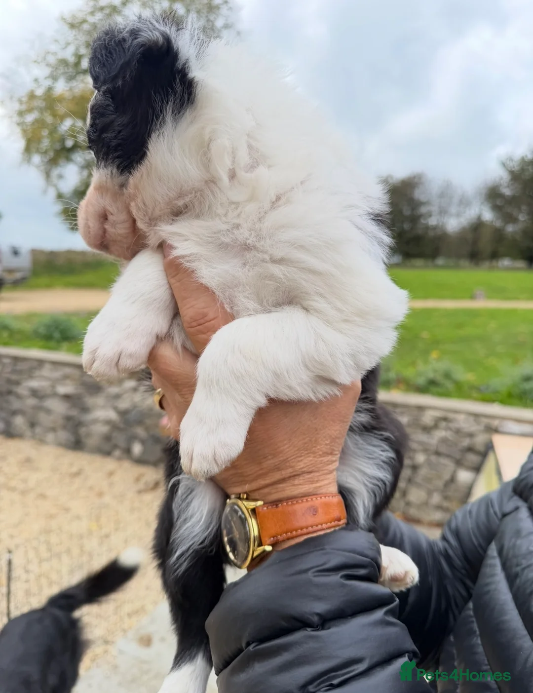 Border Collie dogs for sale: Border collie pups for sale  - Advert 8