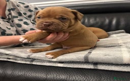 Dogue De Bordeaux dogs for sale: Stunning litter kc Dogue de Bordeaux puppies - Image 1