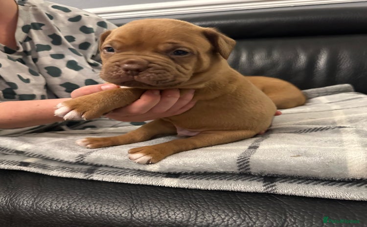 Dogue De Bordeaux dogs - Advert 1