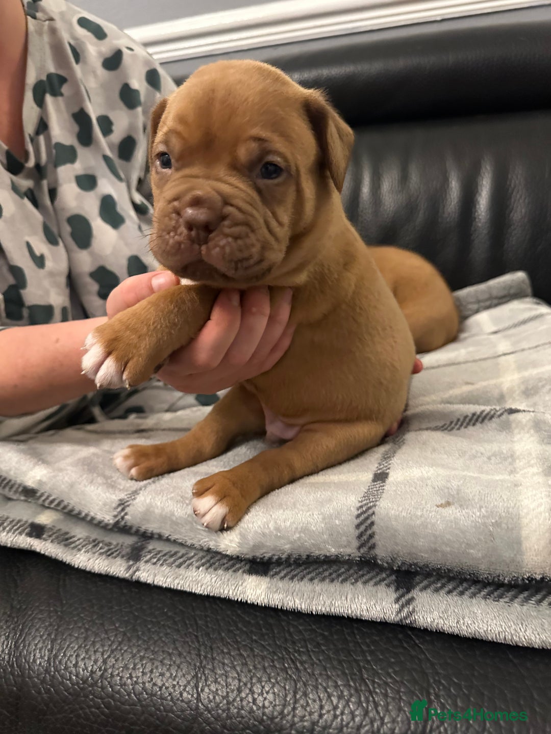Dogue De Bordeaux dogs for sale: Stunning litter kc Dogue de Bordeaux puppies - Image 1
