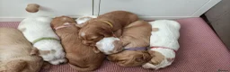 Sprocker dogs for sale: 6 girls spocker  - Advert 9