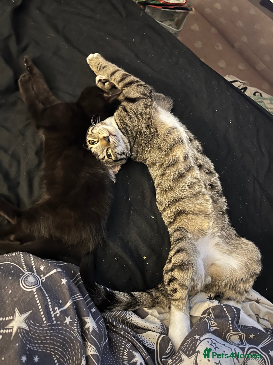 Mixed Breed cats for sale: Rambo and Pika - Image 1
