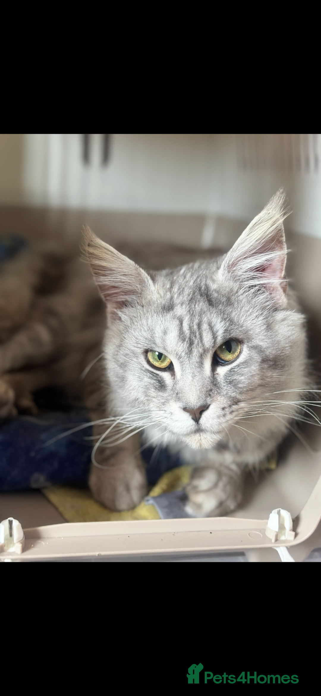 Maine Coon cats for sale: TICA Active Male Maine Coon available  - Advert 3