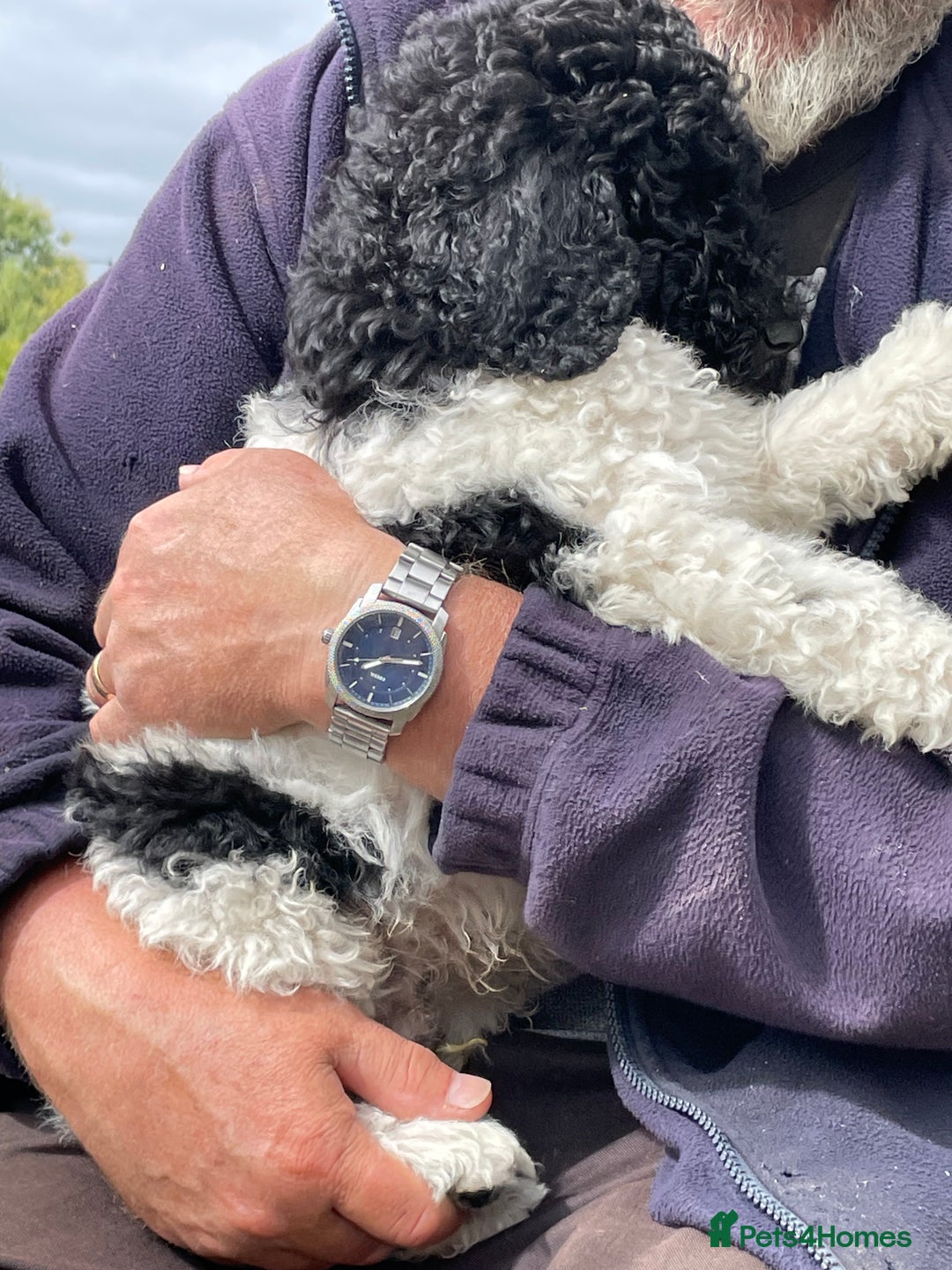 Standard Poodle dogs for sale: Standard Poodle x St Berdoodle  - Image 5
