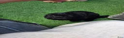 Shihpoo dogs for sale: Male puppy  - Advert 3