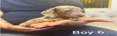 Miniature Dachshund 5