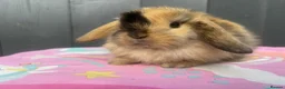 Mini Lop rabbits for sale: Pure bred pedigreed baby mini lops  - Advert 25