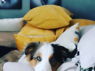 Border Collie dogs Hugo Border Collie Male in Doncaster - Advert 1