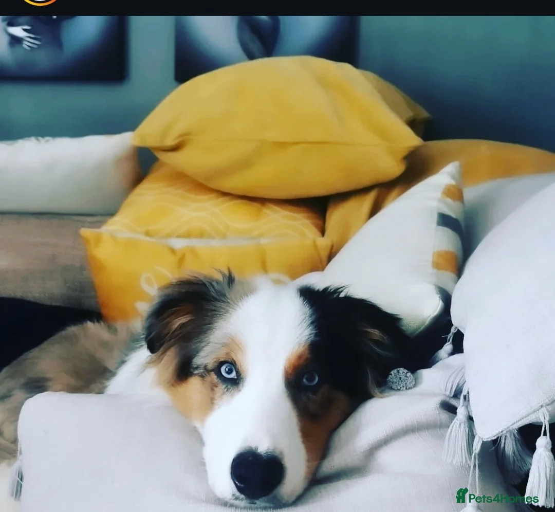 Border Collie dogs for stud: Hugo Border Collie Male in Doncaster - Advert 1