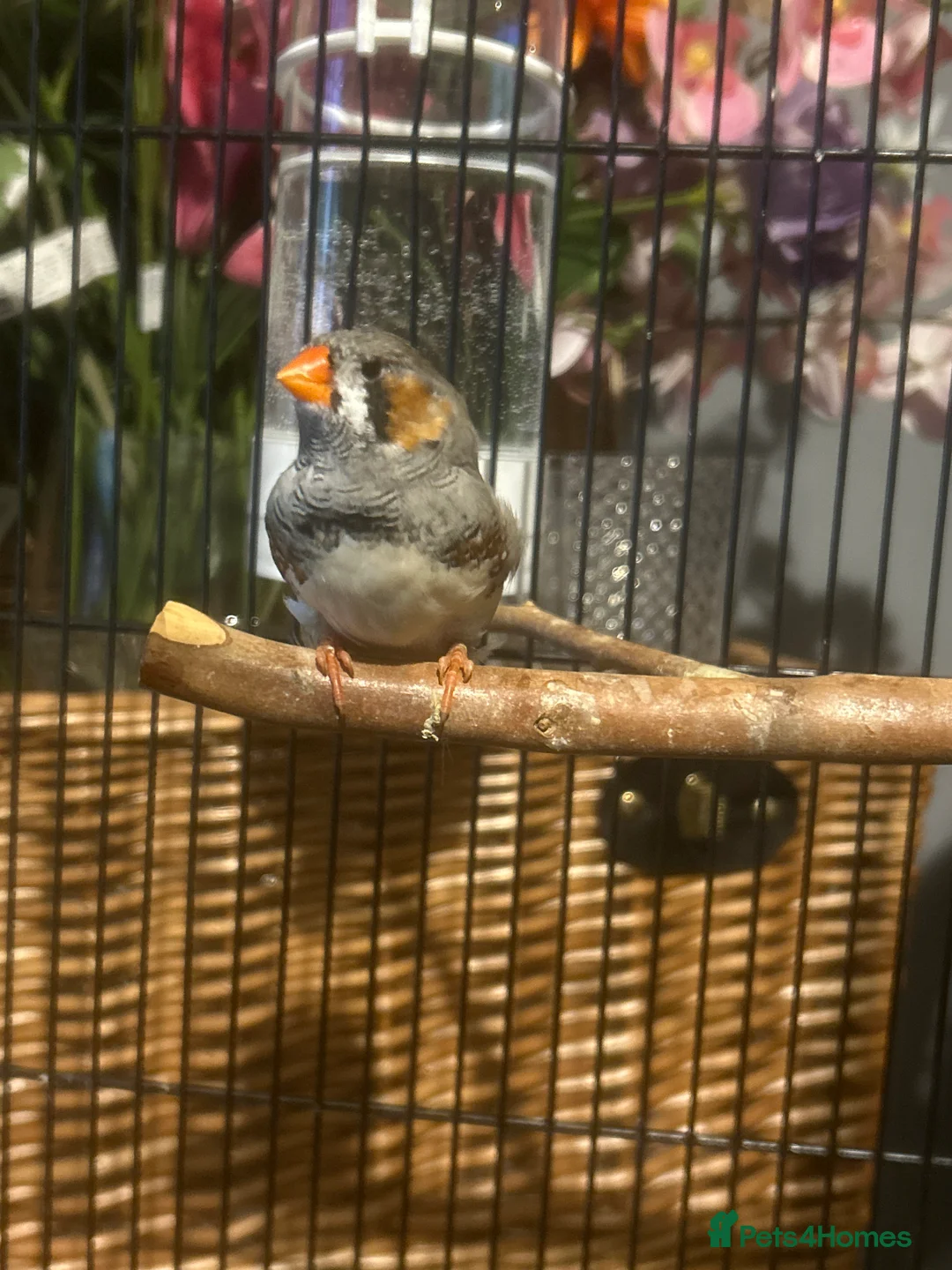 Finches birds for sale: male zebra finch needs rehoming - Advert 3