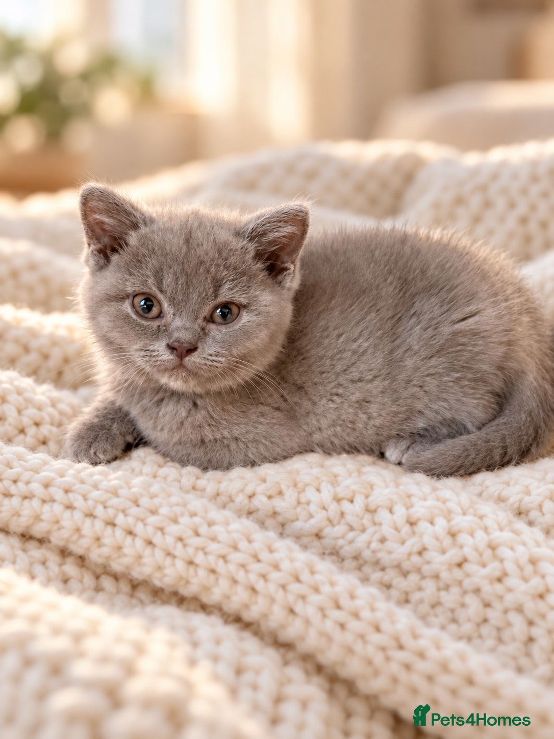 British Shorthair cats Pure BSH kittens one boy and one girl available  - Advert 7